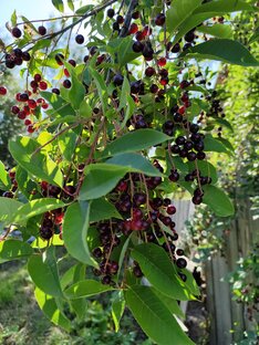 Ягоды и овощи на любимой даче