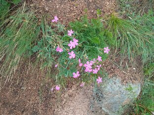 Уроки целительства от Ивиаса
