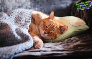 Смешные животные