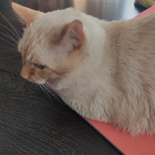 Занятия дома