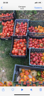 Супер урожаи помидоров! 🍅