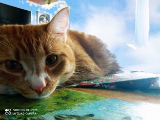 Размышлялка