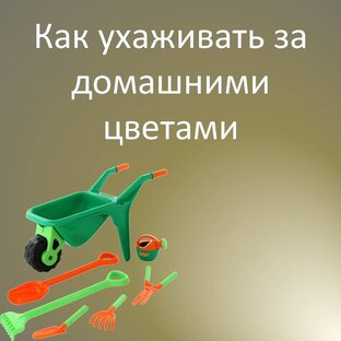 Как ухаживать за домашними цветами