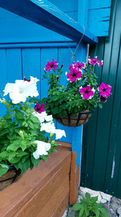 Сад своими руками