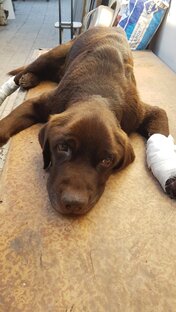 Помощь животным Донбасса