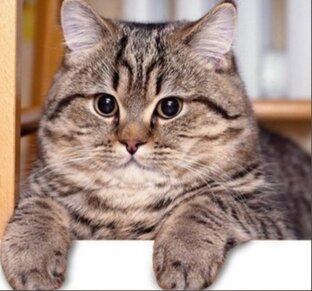 МЕБЕЛЬ своими руками