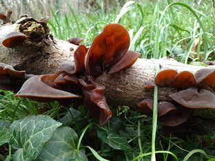 Аурикулярии