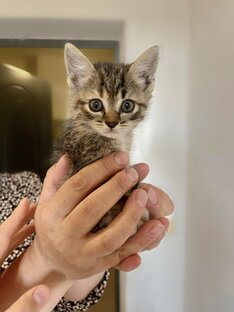 Котята