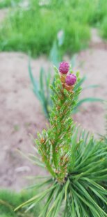 Хвойные в усадьбе