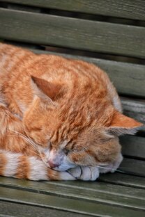 Любопытное