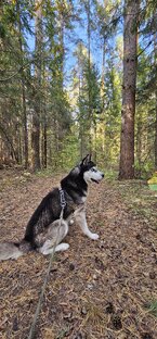 Жизнь одной Хаски в Сказке