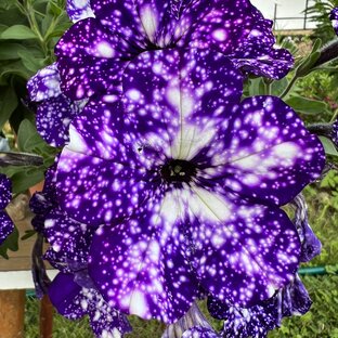 ТОП Вегетативные петунии