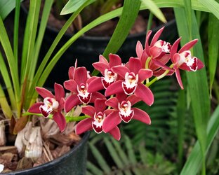 Главный ботанический сад им. Цицина, Москва