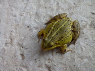 Лягушки, змеи, ящерицы. 