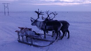 Сани с Оленями...В тундре..