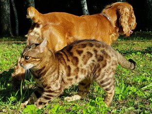 Ролики. Забавные животные 🐱🐶 Улыбнитесь ☺