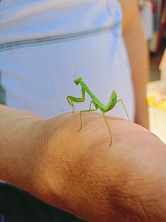 Лучшее по оценкам. 