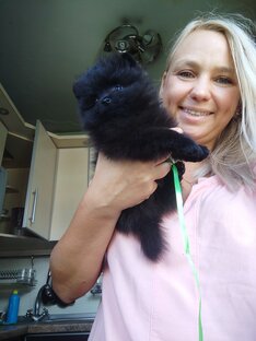 Померанские шпицы 