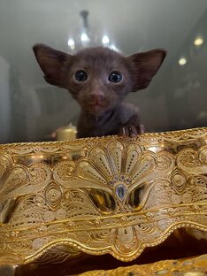 в новый дом