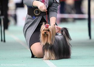 Выставки собак