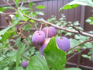 Плодовые деревья и кустарники