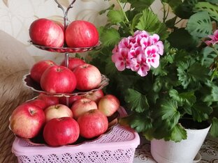 Ежедневник.