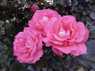 Моя розовая коллекция 