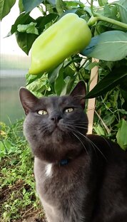 Новости от Кузи. 