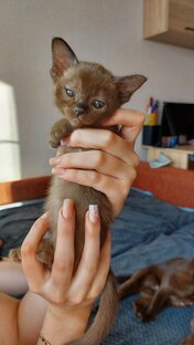 Burmese котята