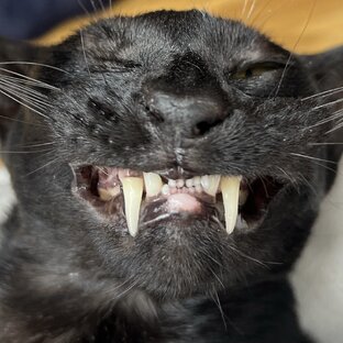 Массаж от кота