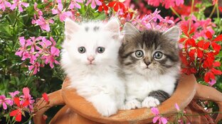 МУЗЫКА ЗАХВАТЫВАЮЩАЯ С ПЕРВЫХ СЕКУНД |