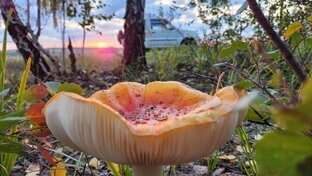 Разное интересное