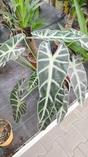 Видео подборки комнатных цветов 