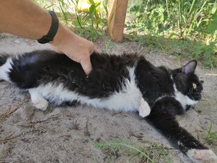 Кисе нужна помощь