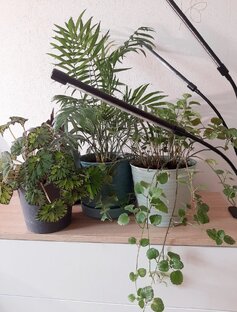 Всё о комнатных