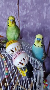 Птичкины красавчики 