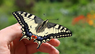 Порхающие цветы