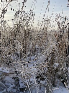 Зимняя пробежка