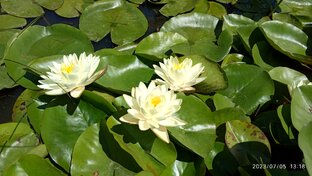 Прудик доченьки Яночки.