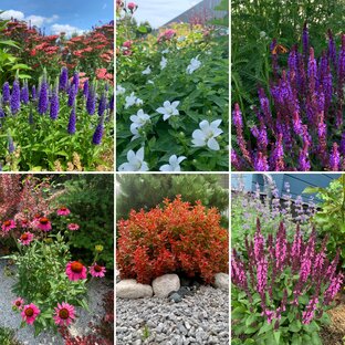 Многолетние растения в моем саду 