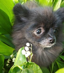 НАШИ ЛЮБИМЫЕ ПУШИСТИКИ:)