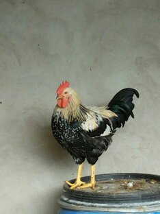 Животные,которые живут у нас