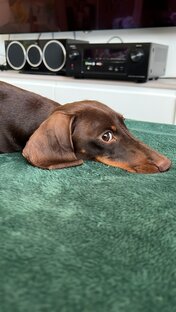 Гит Лаб ( Гитик )