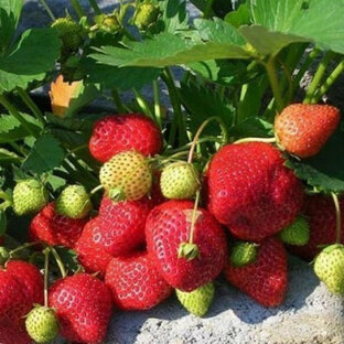 Саженцы земляники