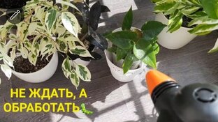 Вредители на орхидеях, комнатных цветах