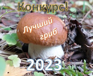Конкурс: «Лучший гриб 2023»