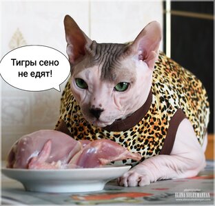Натуральное питание