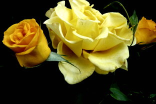 Быстры и вольны наши мысли... Создать б стих — краткий, ёмкий? Задачка непростая