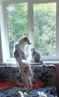 Моя хвостатая банда