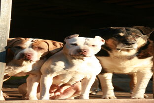 Моя хвостатая мафия